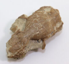 Coniglio palaeolagus haydeni usato Coniglio palaeolagus haydeni usato  Spedire a Italy