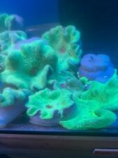Green carpet anemone for sale  BRADFORD