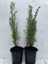 Common juniper tree for sale  INVERURIE