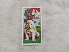 Puppies samoyed vims for sale  BISHOP AUCKLAND