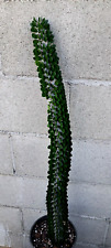 Alluaudia procera plant for sale  Mira Loma