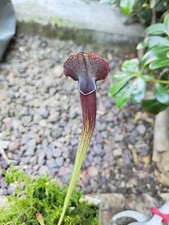 Sarracenia thomas usato  Cittadella