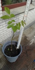 Walnussbaum juglans regia gebraucht kaufen  Osterode