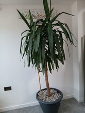Yuka plant 7ft for sale  STOKE-ON-TRENT