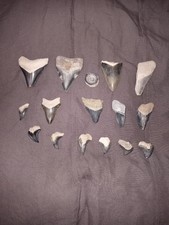 Bone valley blue for sale  Clearwater