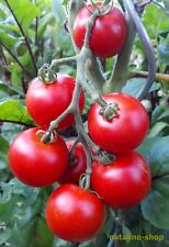 Tomate dominator samen gebraucht kaufen  Pfersee