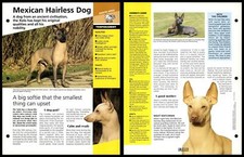 Mexican hairless dog for sale  SLEAFORD