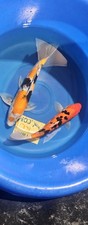 Imported live koi for sale  Denville