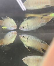 One paradise blue for sale  Ferguson