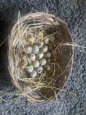 Coturnix quail eggs for sale  FARNBOROUGH