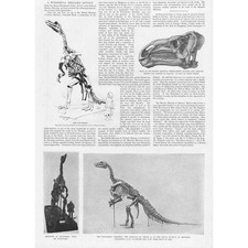 The iguanodon bird d'occasion  Expédié en Belgium
