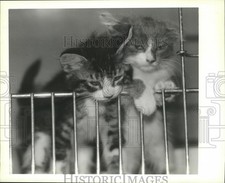 1989 press photo for sale  Memphis