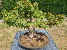 ahornbaum gebraucht kaufen  Gladbeck