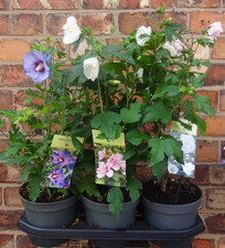 Choice colours large for sale  CREWE