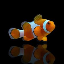 Tangerine clown fish for sale  HAYWARDS HEATH