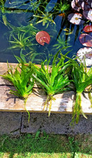 Water soldiers for sale  STOKE-ON-TRENT