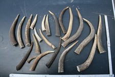 Konvolut geweihspitzen abwurfs gebraucht kaufen  Johanniskirchen