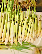 lemongrass plant for sale lemongrass plant for sale Sugar Land
