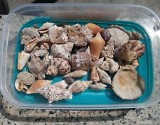 Conchiglie marine guscio usato  Terni