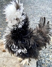 One dozen black for sale  Toledo
