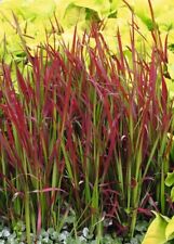 Imperata cylindrica red for sale  HEATHFIELD