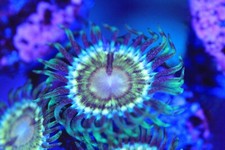 Shockwave zoa for sale  USA