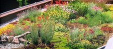 Roof greening samen gebraucht kaufen  Wesel