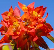 Euphorbia dendroides sperone usato  Napoli