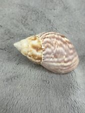 Japanese land snail for sale  League City