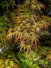Kamagata dwarf japanese for sale  Pelzer