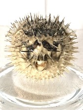 Petit poisson globe d'occasion  Héricourt