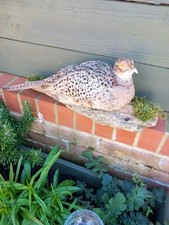 Taxidermy female ring for sale  BILLINGHAM