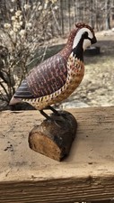 Northern bobwhite quail for sale  Boyne City