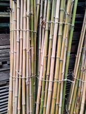 Canne bamboo per usato  Cison di Valmarino