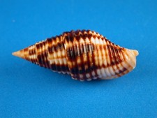 Mitra ferruginea excellent for sale  Kapolei