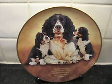 Springer spaniel dog for sale  WELLINGBOROUGH