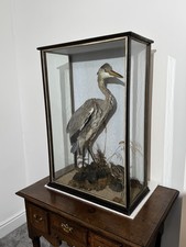 Taxidermy heron snipe for sale  HASSOCKS
