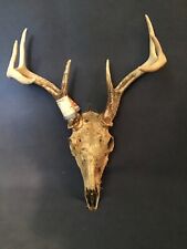 Point whitetail deer for sale  Yankton
