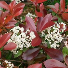Fotinia photinia fraseri usato  Valmacca