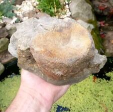 Large hadrosaur dinosaur for sale  WREXHAM