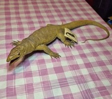 Monitor lizard aaa for sale  Cleveland