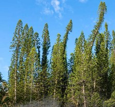 Araucaria colonnaris semi usato  Napoli