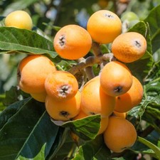 Loquat tree sweet for sale  Orlando