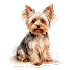 Yorkie yorkshire terrier for sale  USA