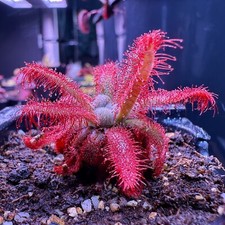 Drosera graomogolensis sundew for sale  Portland