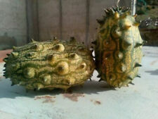 Semi kiwano cetriolo usato  Trappeto