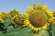 100 semi girasole usato  Trappeto