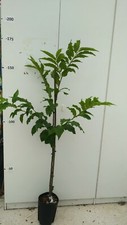 Pianta castagno albero usato  Altamura