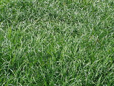 Liriope spicata 100 for sale  Statesboro