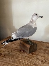 Wunderschöne möve seevogel gebraucht kaufen  Fulda